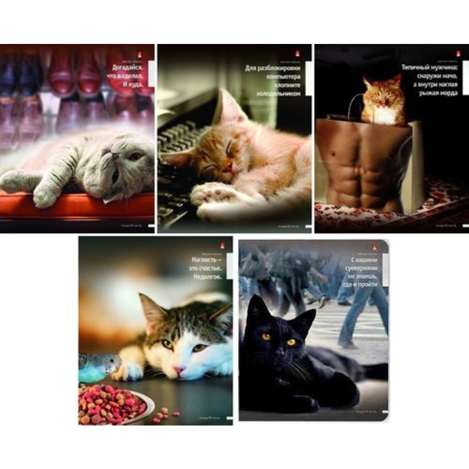 тетрадь 48 листов Приколы кошки 7-48-1033 в клетку