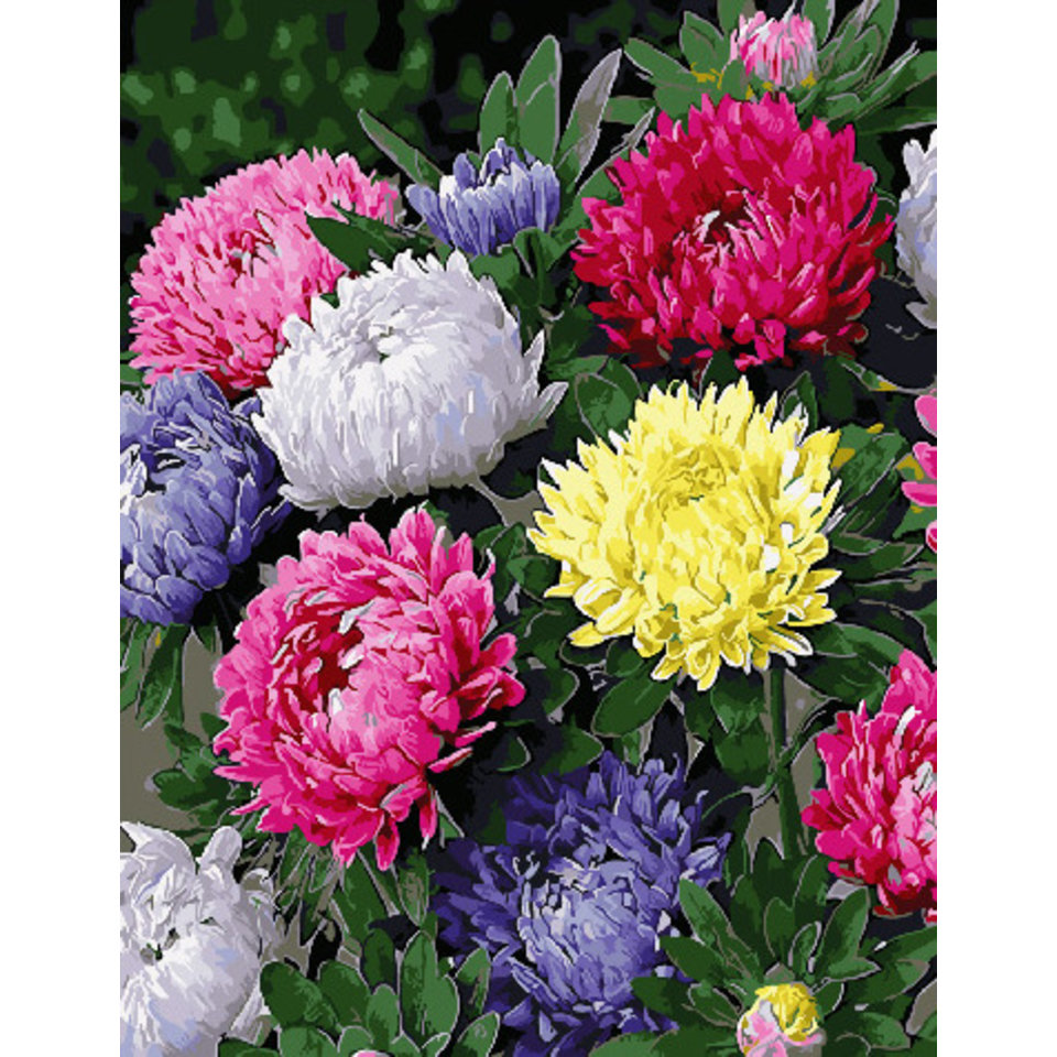 картина по номерам Астры 40х50см GX31230