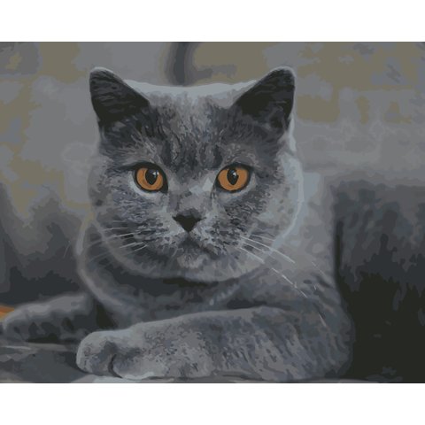 картина по номерам Серый британец 40х50см HS0141