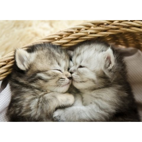 картина по номерам Котята в корзине 40х50см Х-9014