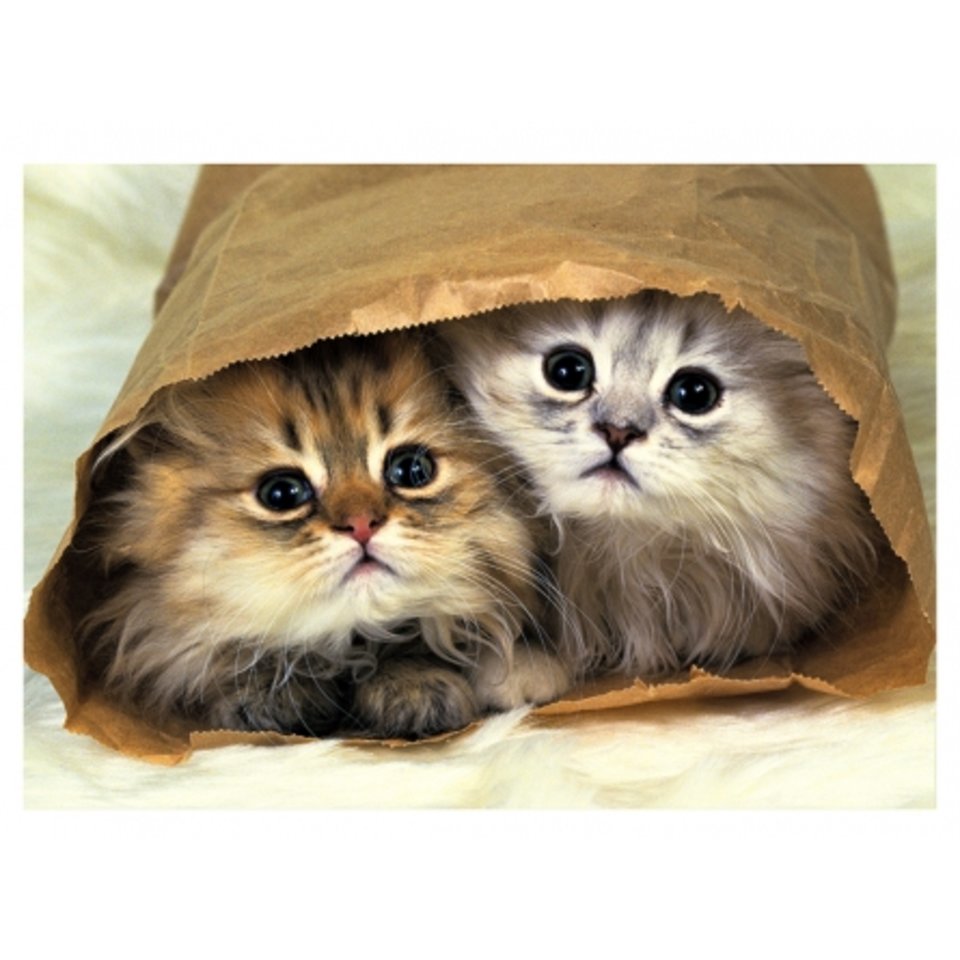 картина по номерам Котята в мешочке 40х50см Х-9167