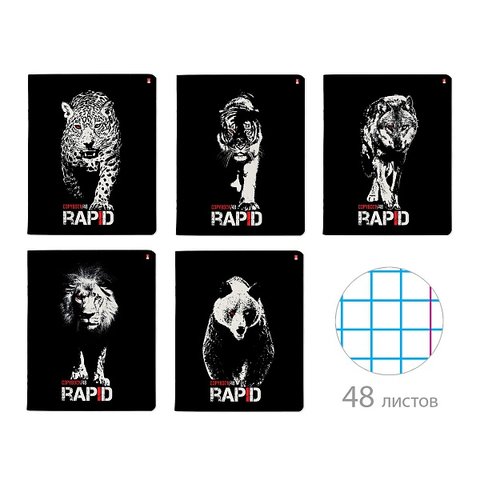 тетрадь 48 листов цветная RAPID 7-48-1170 в клетку Альт