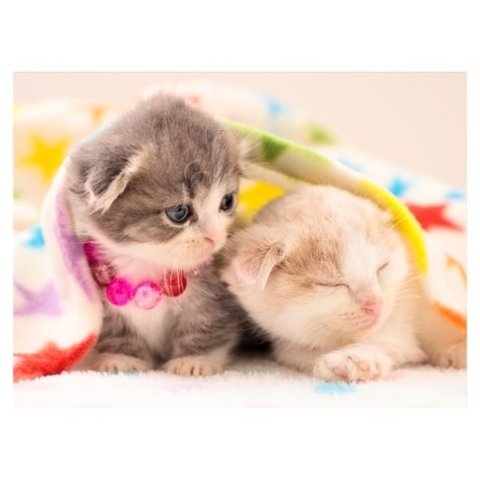 картина по номерам "Вислоухие котята" 40х50см х-9170