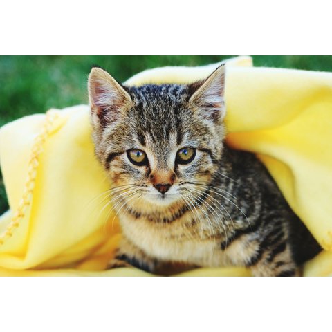 картина по номерам "Котенок под пледом" 40х50см х-3659