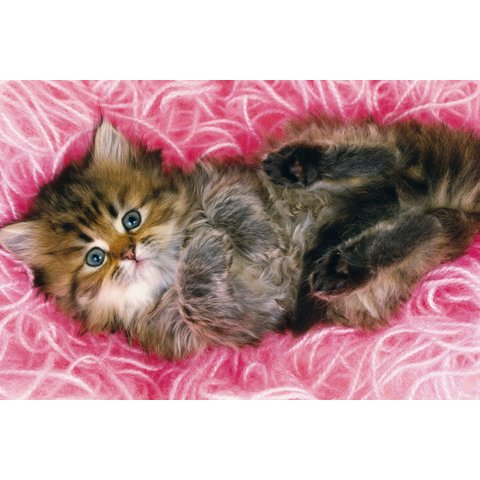 картина по номерам "Пушистый котик" 40х50см х-4692