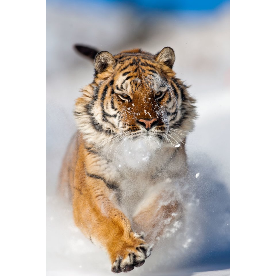 картина по номерам "Тигр в снегу" 40х50см х-3655