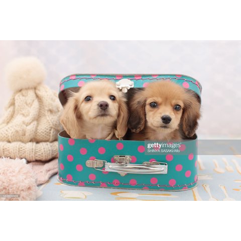 картина по номерам "Щенята в шкатулке" 40х50см х-4705