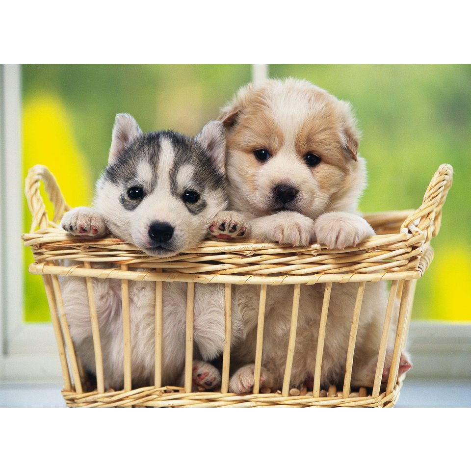 картина по номерам "Щенята хаски" 40х50см х-9013