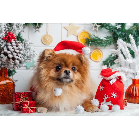 Алмазная мозаика Новогодний щеночек 30х40 см wfc074