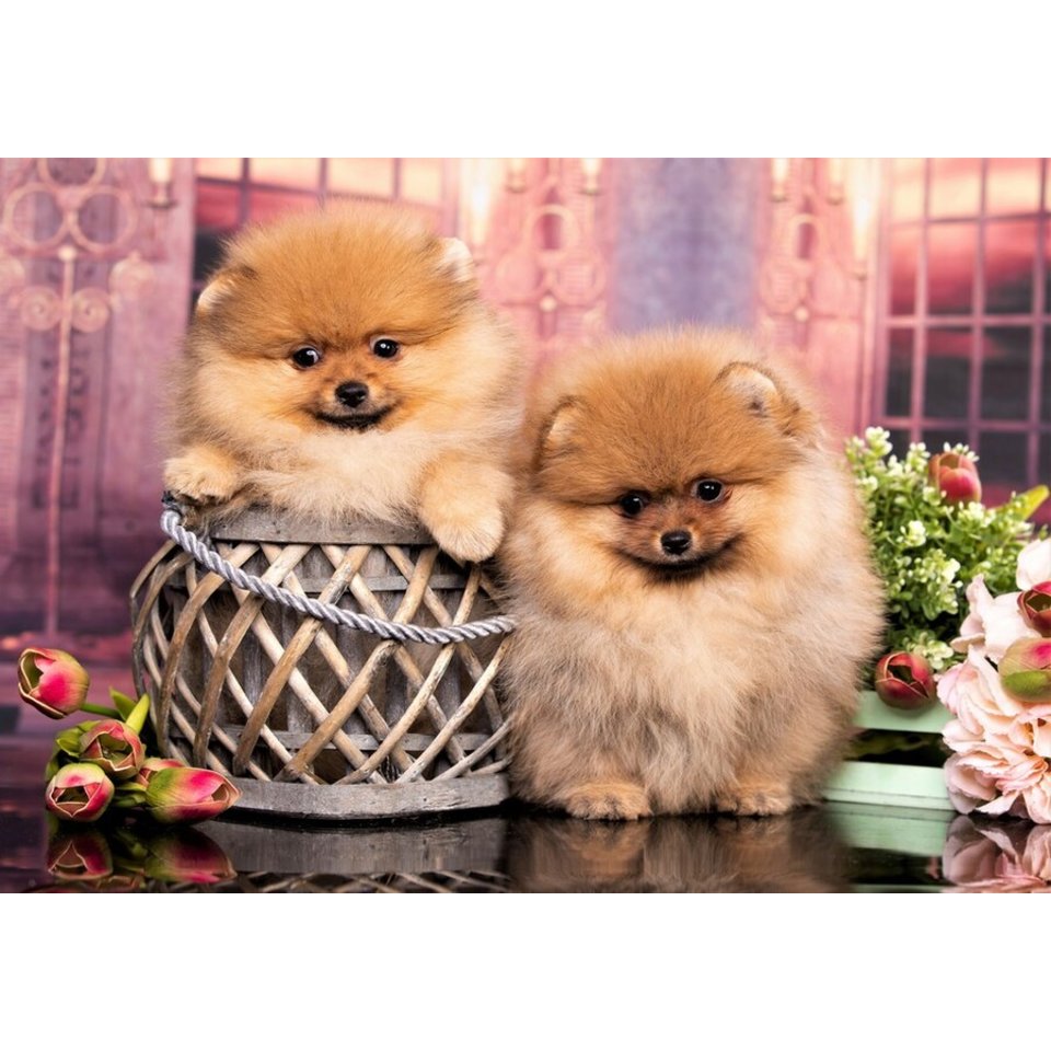 Алмазная мозаика Маленькие померанские шпицы 30х40см ac34006