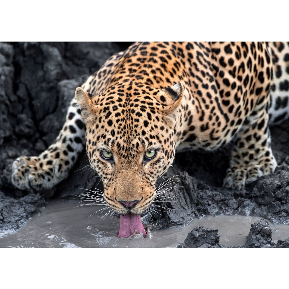 Алмазная мозаика Леопард на водопое 30х40см fc030