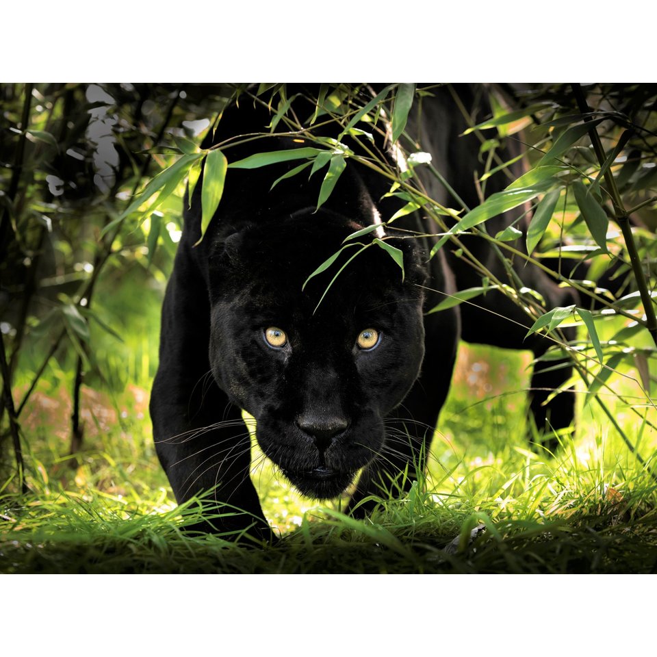 Алмазная мозаика Крадущаяся пантера 30х40см fc028