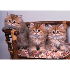 Алмазная мозаика Пушистые котята на стульчике 30х40см as34003