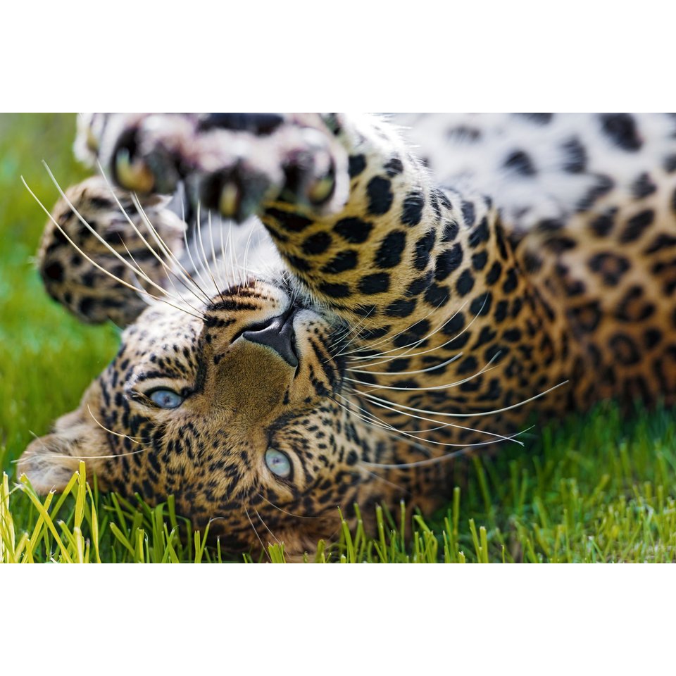 Картина по номерам Игривый леопард, А3, на картоне, р-2269