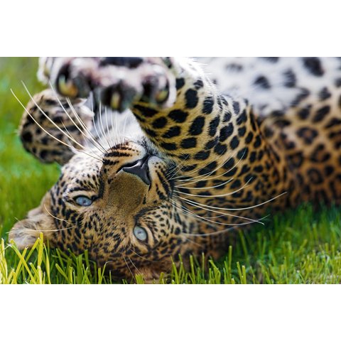 Картина по номерам Игривый леопард, А3, на картоне, р-2269