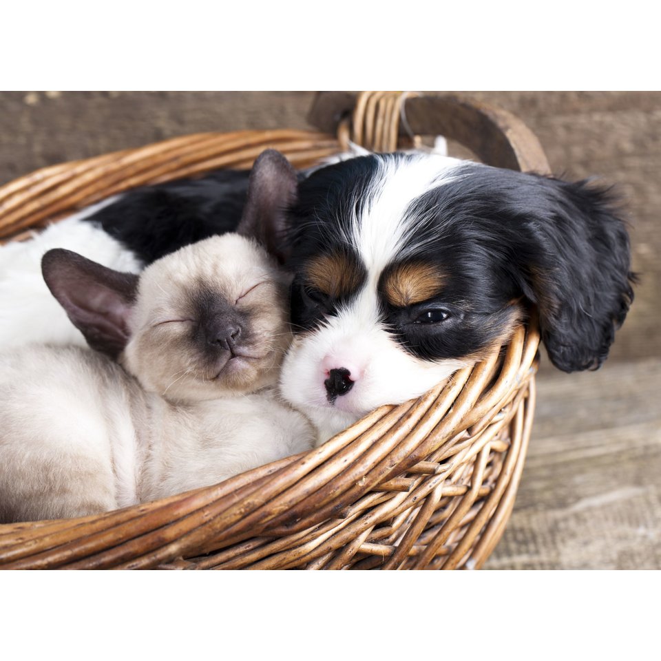 Картина по номерам Котик и щенок, а3, на картоне, р-2283