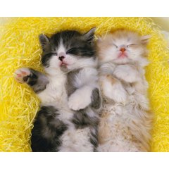 Картина по номерам Милые котики, А3, на картоне, р-2282