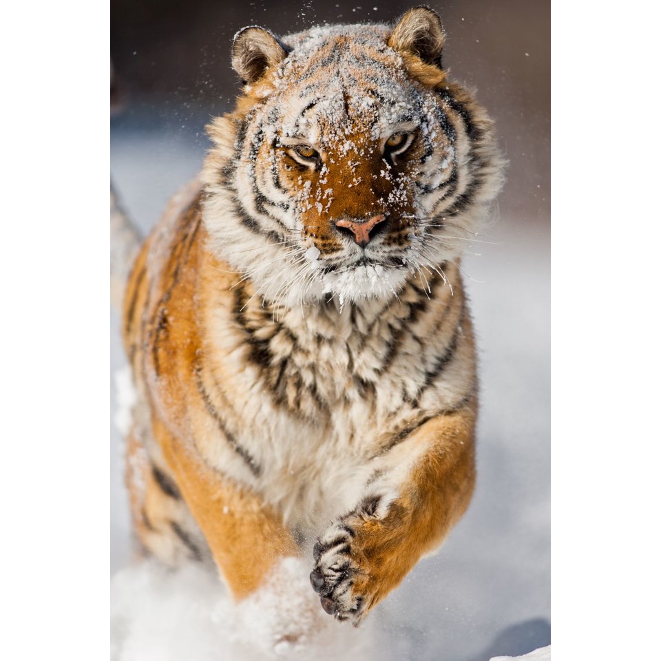 Картина по номерам Тигр в снегу, А3, на картоне, р-2271