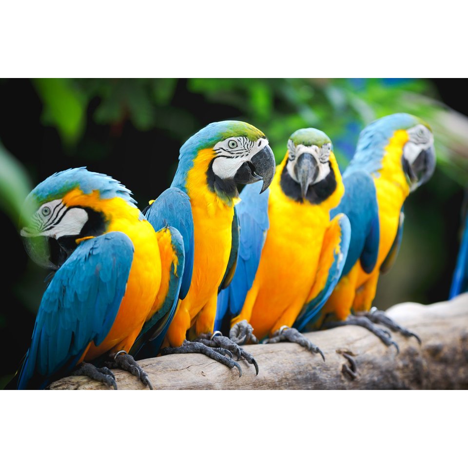 картина по номерам Яркие попугаи на ветке 30х40см х-3344