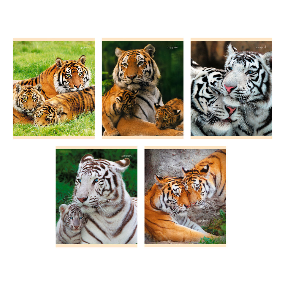 тетрадь 48 листов Тигры в клетку тк487765