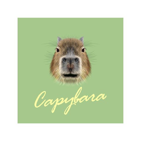 обложка для паспорта Капибара Анфас пвх оп-1297