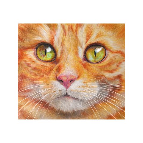 обложка для паспорта Рыжий Котик пвх оп-1295