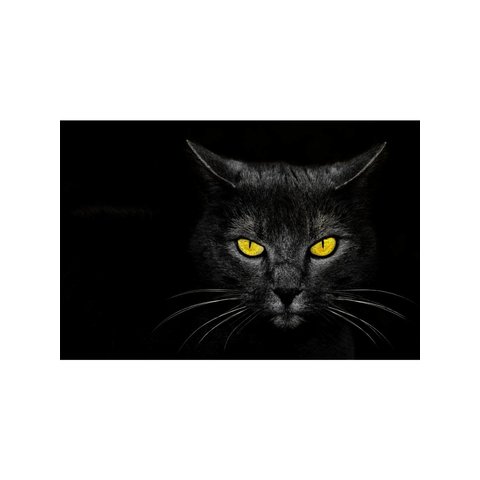 обложка для паспорта Черная Кошка пвх оп-1296