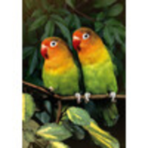 пазлы 500 Попугаи-неразлучники pzl-500/39