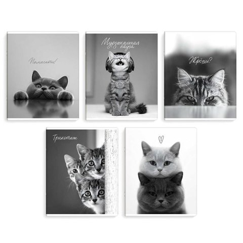 тетрадь 48л Монохромные коты клетка 70920