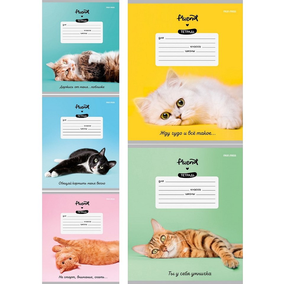 тетрадь 12л Котики и фразы косая 5774