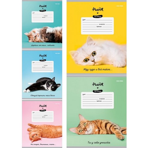 тетрадь 12л Котики и фразы косая 5774
